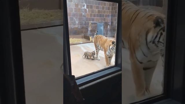 Cute Cub with Bengal Tiger Mother | Nouman Hassan |