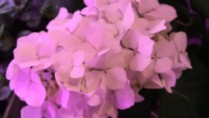 Гортензия крупнолистная Cocktail #гортензия#крупнолистная#черенки#продажа#новосибирск#натаХорошунов