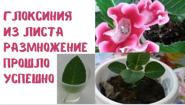 Глоксиния из листика Размножение прошло успешно Показываю результат