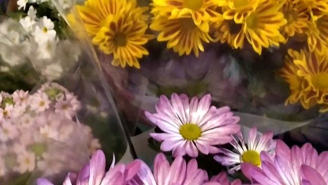 Цветы январский ассортимент и цены в Германия. Луковичные, горшечные, срез. смотреть онлайн