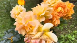 Моя любимая дача 8 июля 2023❤️ Розы?Обзор участка❤️