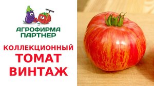 КОЛЛЕКЦИОННЫЙ ТОМАТ ВИНТАЖ