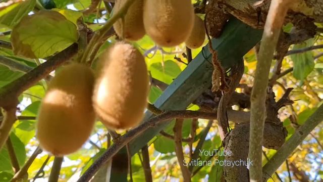 Вот так растёт киви в моём саду. Выращивание киви возможно в открытом грунте только в южных районах