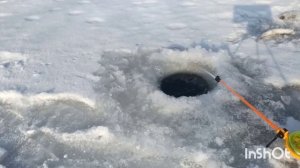 Ловля хариуса на БОБРОВЫХ ПЛОТИНАХ/За хариусом к бобрам/Как ловить хариуса Хариус на мормышку/ХАРИУ