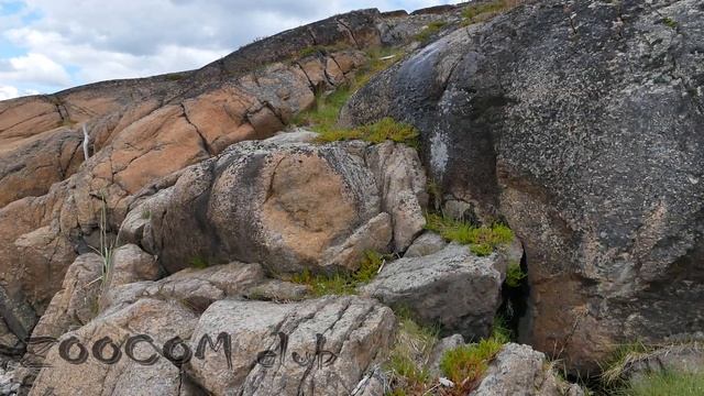 Что ест жирянка и тепло ли отдыхать на море? смотреть онлайн