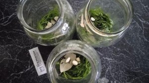 Помидоры с морковной ботвой на зиму без стерилизации