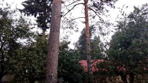 Как спилить дерево на своем участке, не нарушая Закон