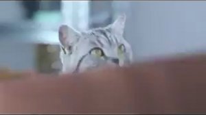 Реклама Whiskas: Мясной паштет Вискас