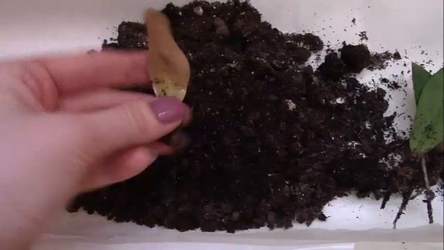 ДОЛЛАРОВОЕ ДЕРЕВО//ЗАМИОКУЛЬКАС//КАК РАЗМНОЖИТЬ//Ч.2 смотреть онлайн