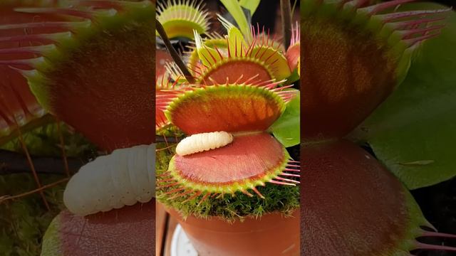 Venus Flytrap eats juicy worm