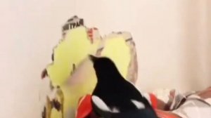 Сорока-вредитель