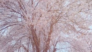 #relaxingmusic #relax Японская музыка для души