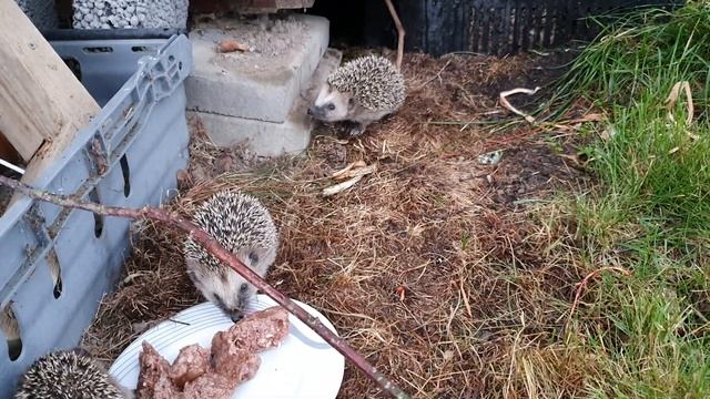 Семья ежей смотреть онлайн