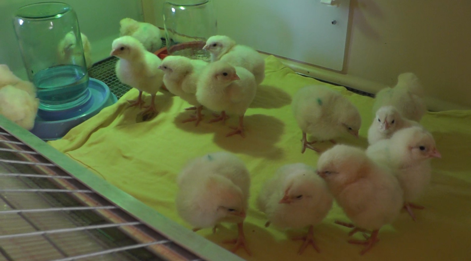 Брудер или домик для цыплят смотреть онлайн