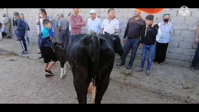 САМАРКАНД ВИЛОЯТИ ПАСТ 'ДАРГОМ ТУМАНИ ЖУМА МОЛ БОЗОРИ НАРХЛАРИ. 19. 6. 2021