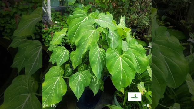 Indoor plants series//Part:2/Caladium & Syngonium //All the details in a single video❤️#indoorplant смотреть онлайн