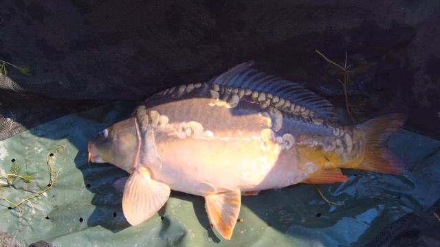 Ловля карпа на кукурузу летом. Поймали РЕКОРД водоема. Как поймать карпа в жару смотреть онлайн