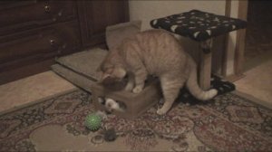 Выковыривание кота