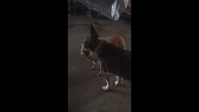 Ewe. My dogs making out all day. Gross. #puppylove #makingout смотреть онлайн