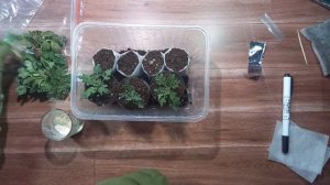 Раннее черенкование хризантемы. Укоренение черенков в стакане для гидропоники.