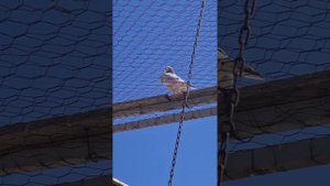 Долголётные голуби Ирана | с. Заре Шуран, Иран (Иранский Азербайджан) | Iranian pigeons