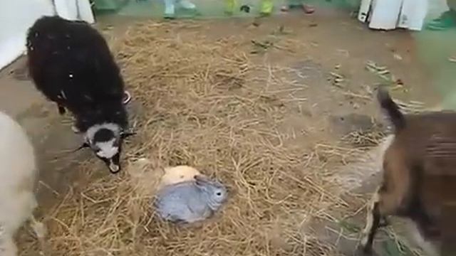 заказ животных с доставкой, В Москве, 8 (916) 702-11-08 смотреть онлайн