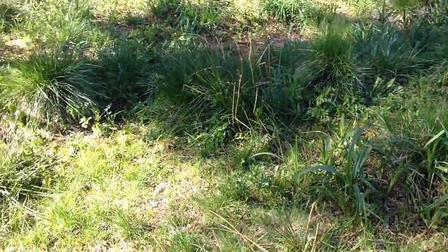 Борьба с сорняками. Сад и огород. смотреть онлайн