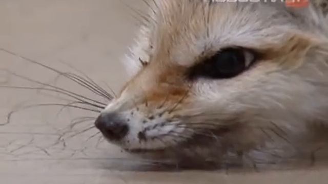 Шотландскую красавицу ждут в Екатеринбургском зоопарке смотреть онлайн