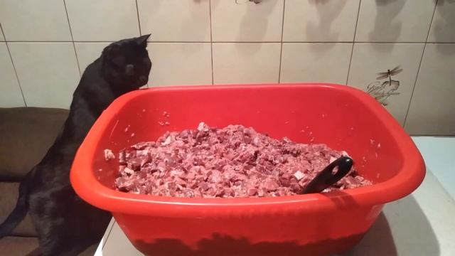 Мейн кун Степа и кот Тихон. Чем мы кормим своих хвостиков