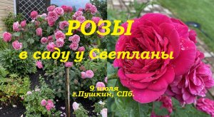 Розы.В саду у Светланы.г.Пушкин, СПб. 9 июля