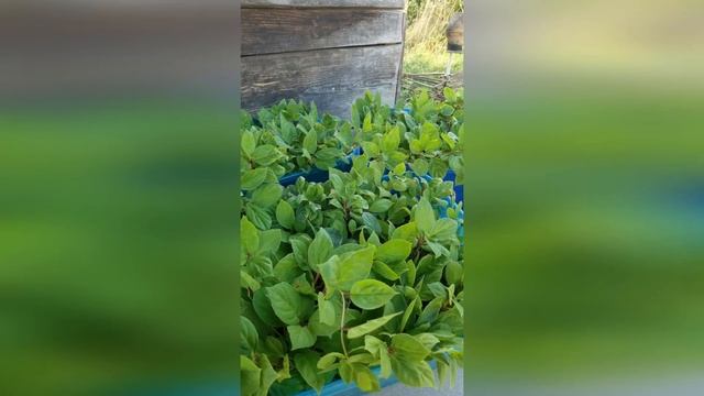 Как вырастить Лимонник китайский ("Schisandra chinensis") из семян смотреть онлайн