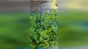Как вырастить Лимонник китайский ("Schisandra chinensis") из семян