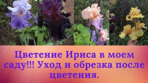 Цветение Ириса в моем саду!!! Уход и обрезка после цветения. Обзор моей коллекции!