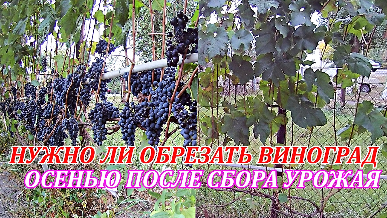 Работа на винограднике осенью после сбора урожая.Нужно ли обрезать виноград осенью