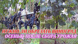 Работа на винограднике осенью после сбора урожая.Нужно ли обрезать виноград осенью