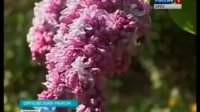 Всероссийский научно-исследовательский институт селекции плодовых культур готовится к 150-летнему юб