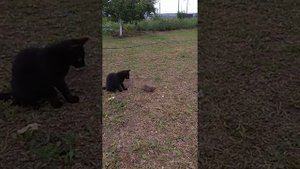 Кошка поймала слепыша