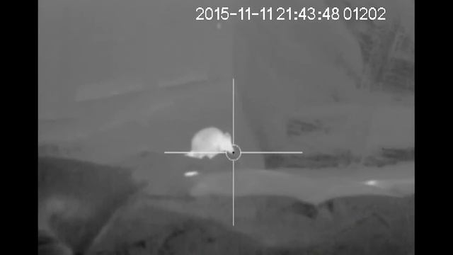 Centrefire switching to Rimfire - Ratting and Foxing with the Pulsar Apex XD75 Thermal Riflescope смотреть онлайн