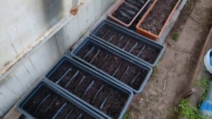 Подзимний посев. Какие цветы посеять осенью?