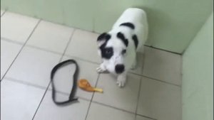 Дрессировка и воспитание алабая ( САО). Щенку 2,5 месяца .