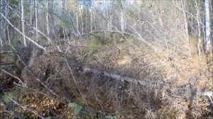 Еду за туманом и за запахом тайги....