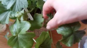 Какие черенки пеларгоний уже можно сажать в грунт.