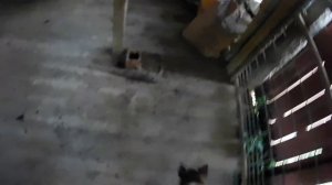 Cutting Piglets A.k.A Pig Castration   { GRAPHIC IMAGES }