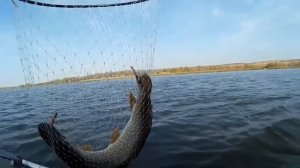 Джиг, щука и Kosadaka Hardy.