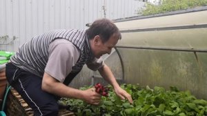 Сорта редиса для выращивания в парнике и теплице