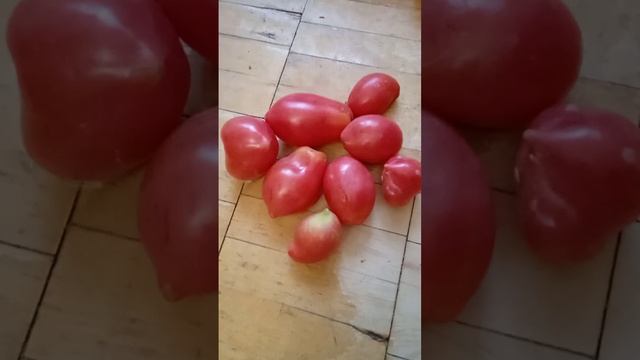 Самый лучший в мире томат 2022 г. !Высокоурожайный и супер сладкий сорт томата Волчий клык 2!