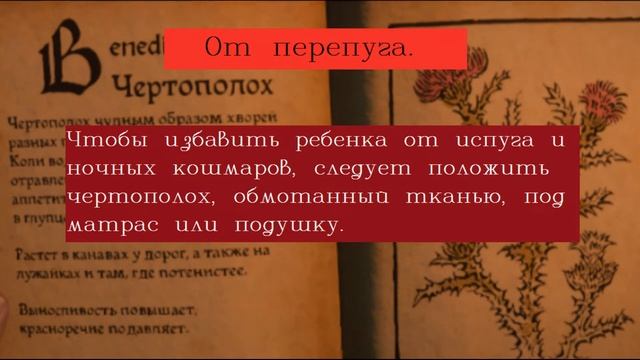 Чертополох Магические свойства/Виды оберегов