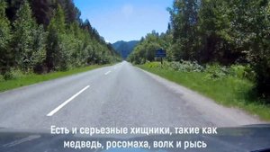 ?Горный Алтай, Солтонский тракт, Турочак - Артыбаш?"глазами" камеры GoPro