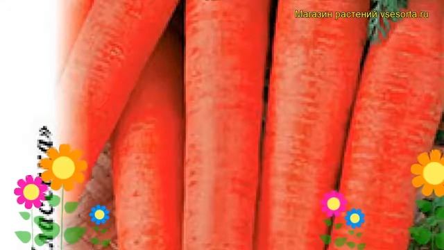 Морковь Марлинка (Морковь). Краткий обзор, описание характеристик, где купить семена daucus carota смотреть онлайн