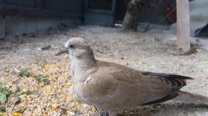 Выкормыш кольчатой горлицы ( кольчатая горлица)